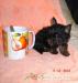 Yorkshire terrier-mini /sučka/ - Predaj