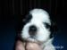 Shi tzu - Predaj