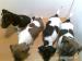 jack russell terier - Predaj