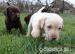 Šteniatka Labradora čokoládového - Predaj