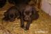 Labradorský retriever - Prodej