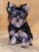 Yorkshire terrier - štěňátka s PP - Prodej