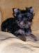 Yorkshire terrier - štěňátka s PP - Prodej