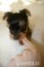 Yorky - Predaj