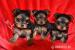 Krásne šteniatka Yorkshire Terrier - Predaj