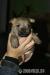 Cairn terrier - Prodej