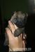 Cairn terrier - Prodej