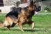 Německý ovčák dlouhá srst - Prodej