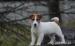 Jack Russell Teriér - nádherná štěňátka - Prodej