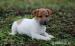 Jack Russell Teriér - nádherná štěňátka - Prodej