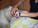 Tibet Terrier von Asunga haben Welpen - Verkauf