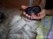Tibet Terrier von Asunga haben Welpen - Verkauf