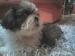 Steniatka shi tzu  - Predaj