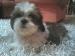 Steniatka shi tzu  - Predaj