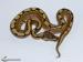 Python regius - Spider NZ 9 - 10/13 - Prodej