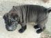 Shar pei - Predaj