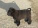Shar pei - Predaj