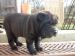 Shar pei - Predaj