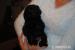 Štěňátka Flat coated retriever - Prodej