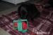 Štěňátka Flat coated retriever - Prodej