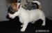 pejsek Jack Russell Terier s PP - Prodej