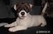 pejsek Jack Russell Terier s PP - Prodej