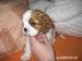 Kavalír King Charles spaniel - Prodej
