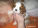 Kavalír King Charles spaniel - Prodej
