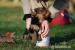 yorkshire terrier - Predaj