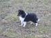 Sheltie - Prodej