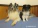 Sheltie - Prodej