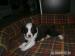 Border collie  - Prodej