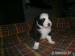 Border collie  - Prodej