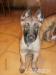 BO malinois - Prodej