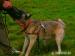 BO malinois - Prodej