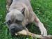 Cane corso italiano - Prodej