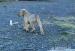 Cane corso italiano - Prodej