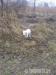 Argentínska doga / Dogo argentino - Predaj