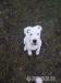 Argentínska doga / Dogo argentino - Predaj