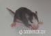 Potkaní mimi - extrastrakoušci :) - Prodej
