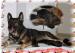 Welpen - Deutscher Schäferhund - Verkauf