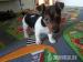 Jack Russel Welpe kurzbeinig - Verkauf