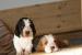 Basset Hound Welpen - Verkauf
