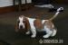 Basset Hound Welpen - Verkauf