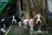 Basset Hound Welpen - Verkauf