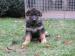 Deutsche Schäferhund Welpen / Hündinnen - Verkauf