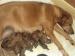 Unsere Ridgeback Welpen sind da - Verkauf