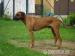 Unsere Ridgeback Welpen sind da - Verkauf