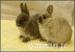 Beautiful baby Netherland Dwarf Rabbits - Sale