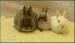Beautiful baby Netherland Dwarf Rabbits - Sale